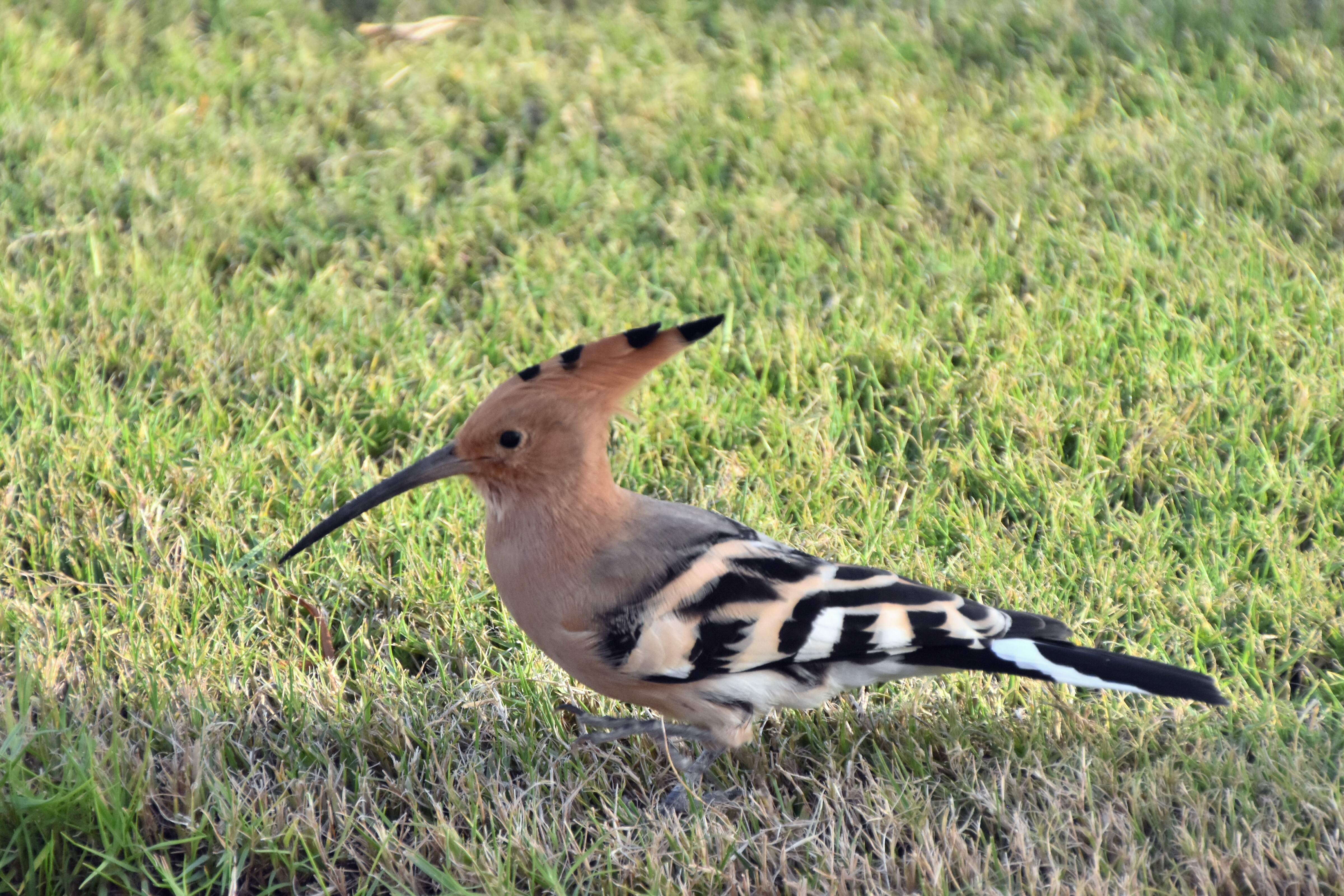 EPHEMERIDES DU 30 NOVEMBRE