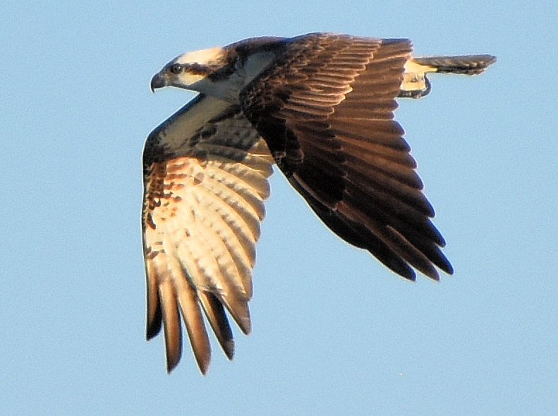 ÉPHÉMÉRIDES DU 8 MARS