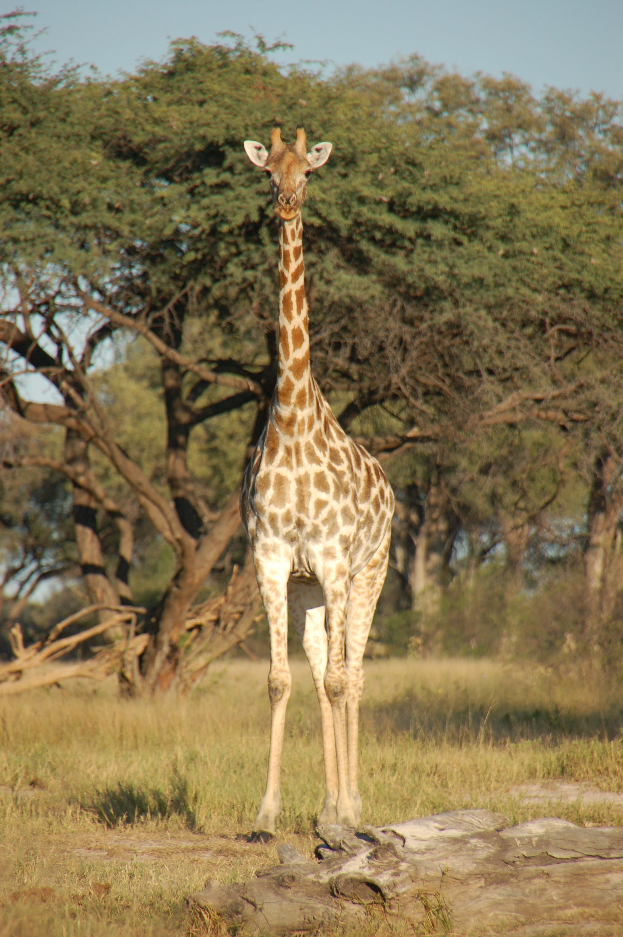 ÉPHÉMÉRIDES DU 20 AOÛT